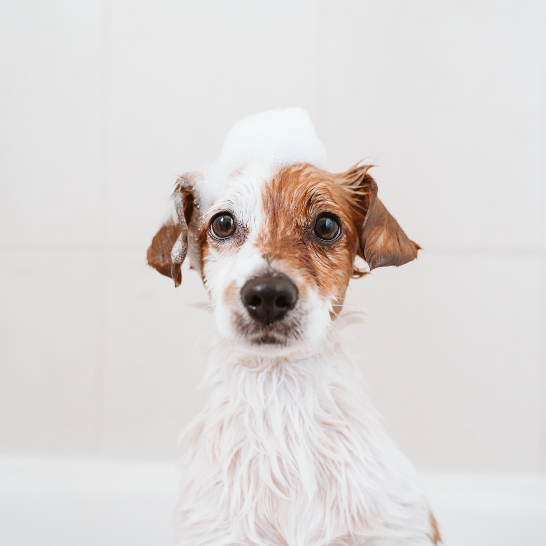 Tips and Tricks for Giving Your Dog or Cat a Bath