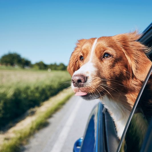 How to Keep Your Pet Calm in the Car