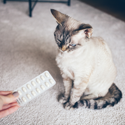 How to Get Your Pet to Take Their Medications